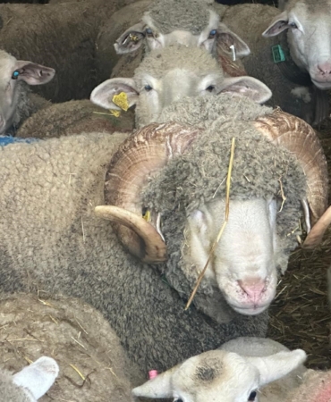 MİLYONLUK KOÇUN KUZULARI İÇİN BUGÜNDEN SIRAYA GİRDİLER ŞAMPİYON KOÇUN KUZULARINA BUGÜNDEN 150 TALEP GELDİ