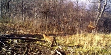 ORMANIN GİZEMLİ SAKİNİ YABAN KEDİSİ GÖRÜNTÜLENDİ