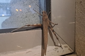 GÖREN BİR DAHA BAKTI, BOYUTU ŞAŞKINLIK OLUŞTURDU