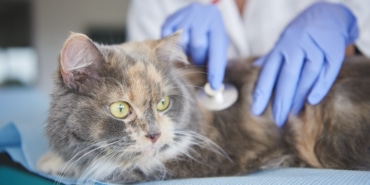 Cat being examined at the vet