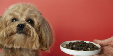 close-up-adorable-pet-eating
