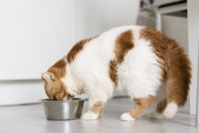 cute-cat-eating-food-from-bowl