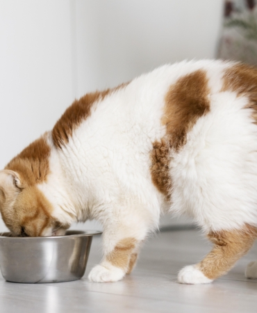 cute-cat-eating-food-from-bowl