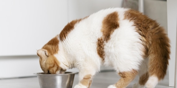 cute-cat-eating-food-from-bowl