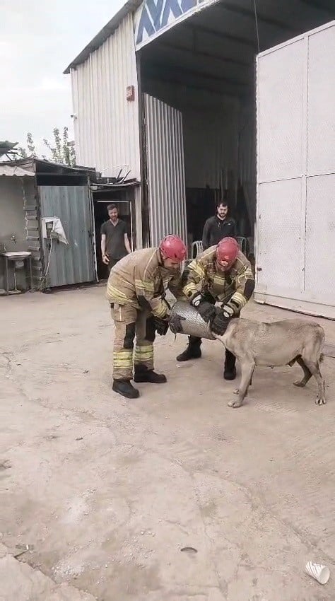 HAVA FİLTRESİNE SIKIŞAN KÖPEK KURTARILDI