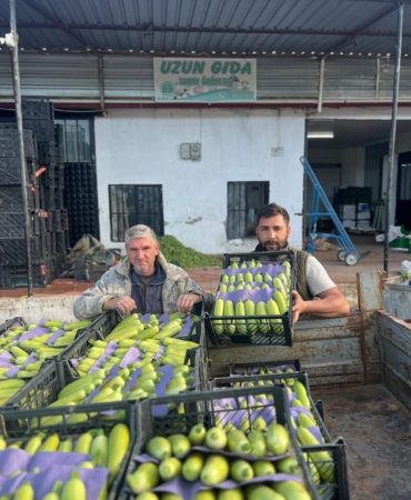 İZNİK'TE MEVSİMİN İLK KABAK HASADI KİLOSU 25 İLA 30 LİRADAN SATILIYOR