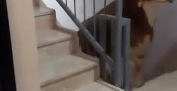 KESMEK İÇİN BÜYÜKBAŞ HAYVANI 6'INCI KATA ÇIKARDI