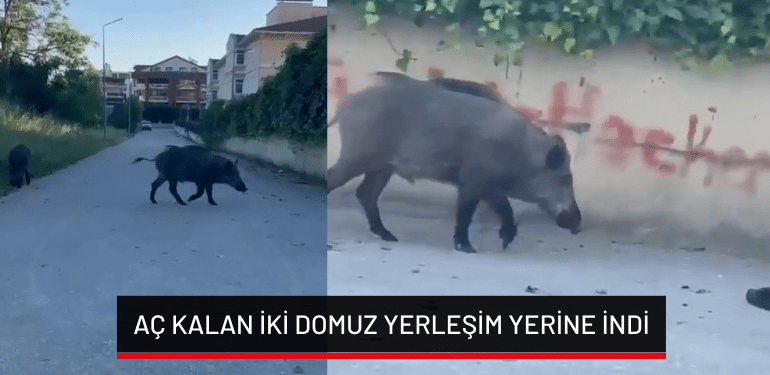 Bursa’da aç kalan iki domuz yerleşim yerine indi