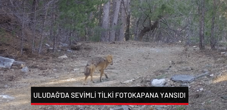 Uludağ’da sevimli tilki fotokapana yansıdı