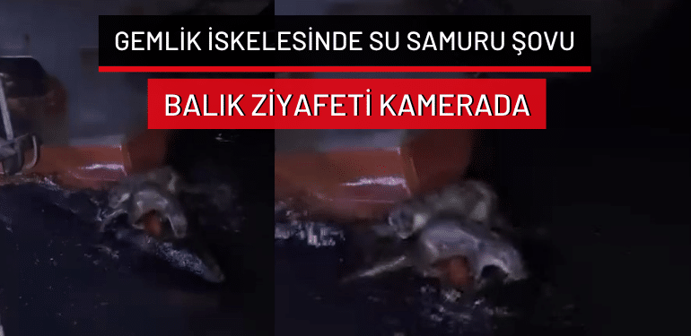 Gemlik iskelesinde su samuru şovu: Balık ziyafeti kamerada