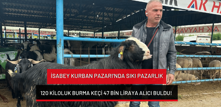 İsabey Kurban Pazarı’nda sıkı pazarlık: 120 kiloluk burma keçi 47 bin liraya alıcı buldu!