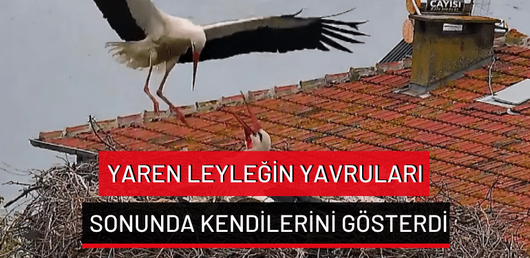 manset