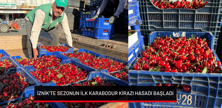İznik’te sezonun ilk karabodur kirazı hasadı başladı