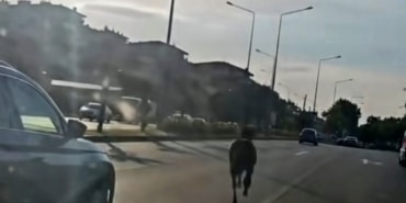 BAŞIBOŞ AT ANA YOLDA TRAFİĞİ TEHLİKEYE ATTI
