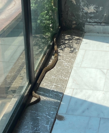 BURSA'DA İŞ YERİNE GİREN YILAN PANİĞE NEDEN OLDU