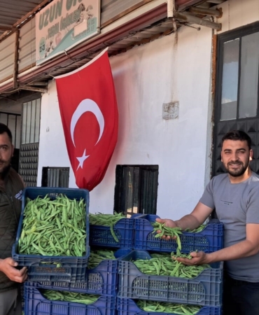 İZNİK'TE NAZENDE FASULYESİNDE İLK HASAT BAŞLADI, ÜRETİCİ FİYATLARDAN MEMNUN