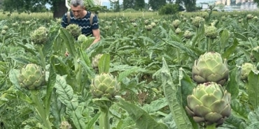 MİLYONLARCA LİRALIK KONUTLARIN ARASINDA TARIMSAL ÜRETİM MÜCADELESİ BURSA'NIN TESCİLLİ ENGİNARI, KONUT VE SANAYİ KISKACINDA