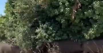 AÇ KALAN DOMUZ SÜRÜSÜ ŞEHRE İNDİ