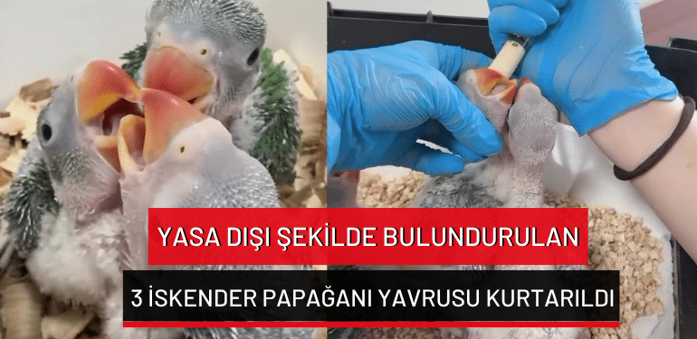 Bursa’da yasa dışı şekilde bulundurulan 3 İskender papağanı yavrusu kurtarıldı