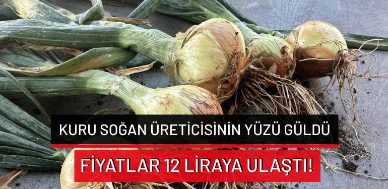 Karacabey’de kuru soğan üreticisinin yüzü güldü: Fiyatlar 12 liraya ulaştı!