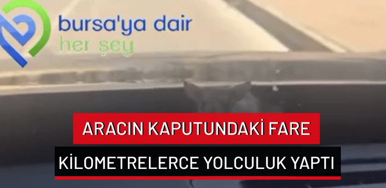 Bursa’da aracın kaputundaki fare kilometrelerce yolculuk yaptı