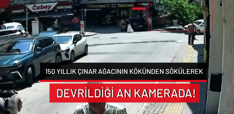 Bursa’da 150 yıllık çınar ağacının kökünden sökülerek devrildiği an kamerada!