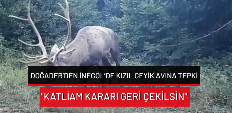 DOĞADER’den İnegöl’de kızıl geyik avına tepki: “Katliam kararı geri çekilsin”