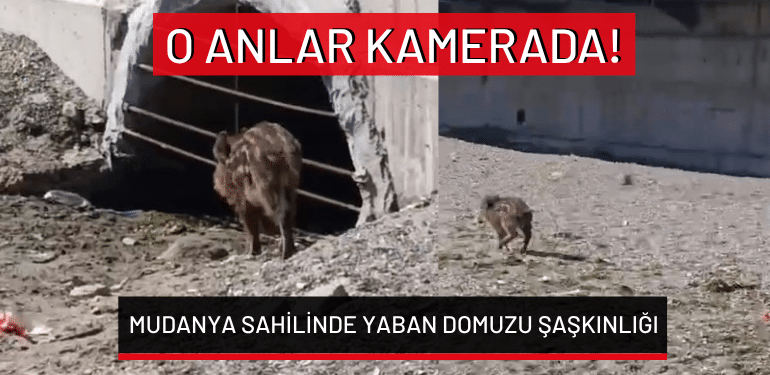 Mudanya sahilinde yaban domuzu şaşkınlığı… O anlar kamerada!