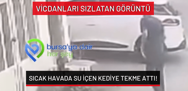 Bursa’da vicdanları sızlatan görüntü: Sıcak havada su içen kediye tekme attı!
