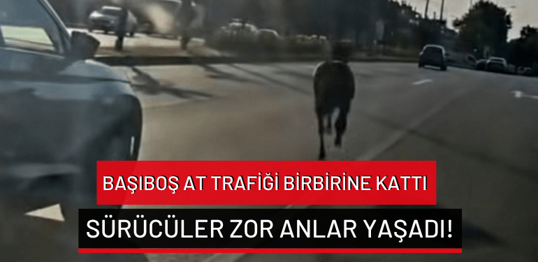 Bursa’da başıboş at trafiği birbirine kattı: Sürücüler zor anlar yaşadı!