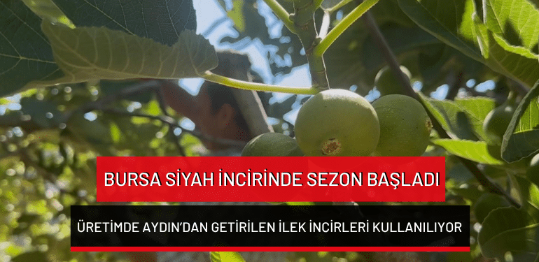 Bursa siyah incirinde sezon başladı: Üretimde Aydın’dan getirilen ilek incirleri kullanılıyor