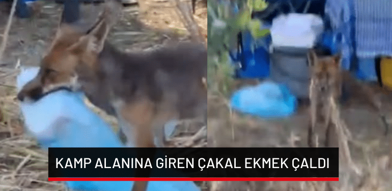 Bursa Mudanya’da kamp alanına giren çakal ekmek çaldı