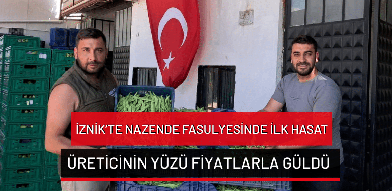 İznik’te nazende fasulyesinde ilk hasat… Üreticinin yüzü fiyatlarla güldü