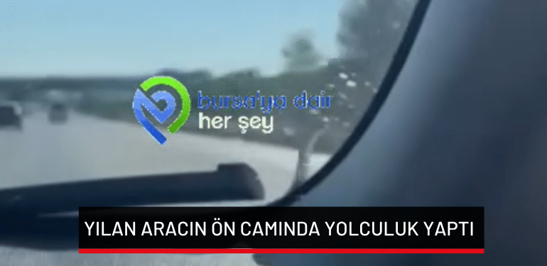 Bursa’da yılan aracın ön camında yolculuk yaptı