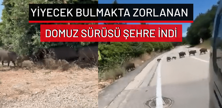 Bursa’da yiyecek bulmakta zorlanan domuz sürüsü şehre indi