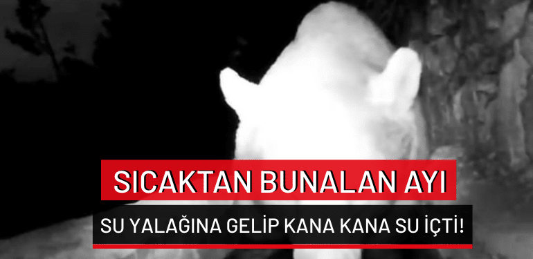 Bursa’da sıcaktan bunalan ayı su yalağına gelip kana kana su içti!