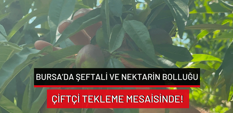 Bursa’da şeftali ve nektarin bolluğu: Çiftçi tekleme mesaisinde!