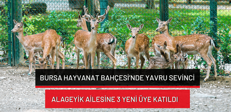 Bursa Hayvanat Bahçesi’nde yavru sevinci: Alageyik ailesine 3 yeni üye katıldı