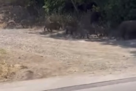 BURSA'DA AÇ KALAN DOMUZLAR MAHALLEYE VE MESİRE ALANINA İNDİ