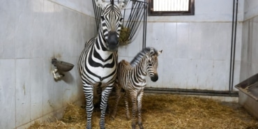 BURSA HAYVANAT BAHÇESİ'NDE ZEBRA AİLESİ BÜYÜYOR