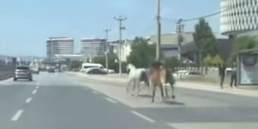 BURSA'DA BAŞIBOŞ ATLAR TRAFİĞİ TEHLİKEYE ATTI