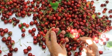 ABD VE AVRUPA KİRAZDA BU AROMAYI ÖZELLİKLE İSTİYOR