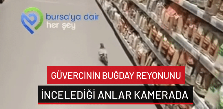 Bursa’da güvercinin buğday reyonunu incelediği anlar kamerada