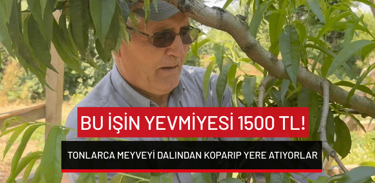 Bursa’da bu işin yevmiyesi 1500 TL: Tonlarca meyveyi dalından koparıp yere atıyorlar