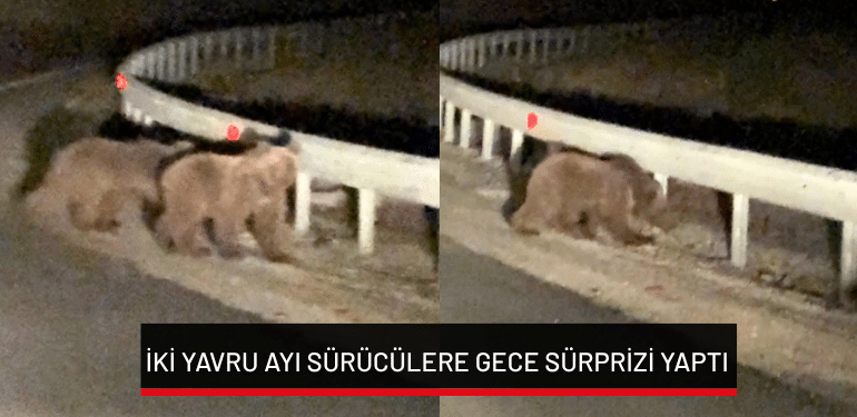 Bursa’da iki yavru ayı sürücülere gece sürprizi yaptı