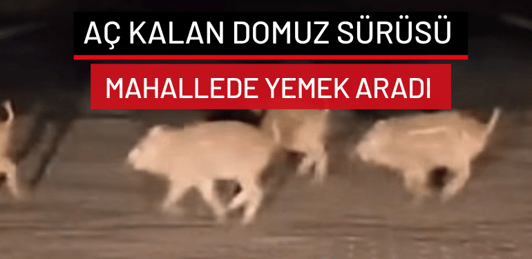 Bursa’da aç kalan domuz sürüsü mahallede yemek aradı