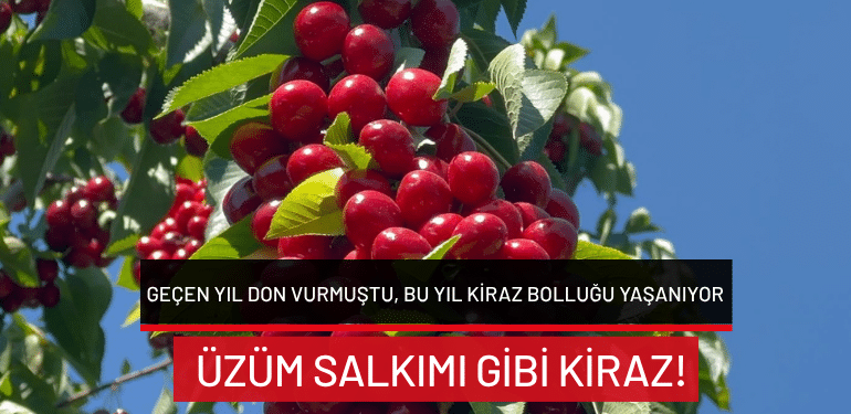 Geçen yıl don vurmuştu, bu yıl kiraz bolluğu yaşanıyor…Üzüm salkımı gibi kiraz!