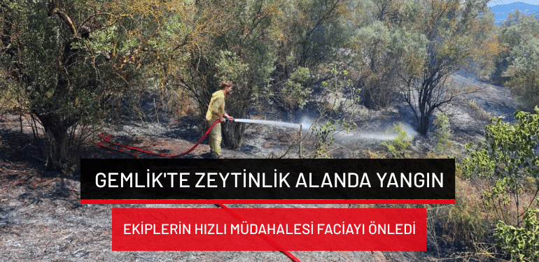 Gemlik’te zeytinlik alanda yangın: Ekiplerin hızlı müdahalesi faciayı önledi