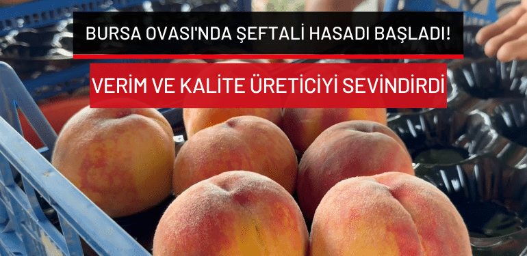 Bursa Ovası’nda şeftali hasadı başladı! Verim ve kalite üreticiyi sevindirdi