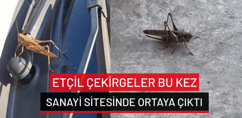 Bursa’da etçil çekirgeler bu kez sanayi sitesinde ortaya çıktı